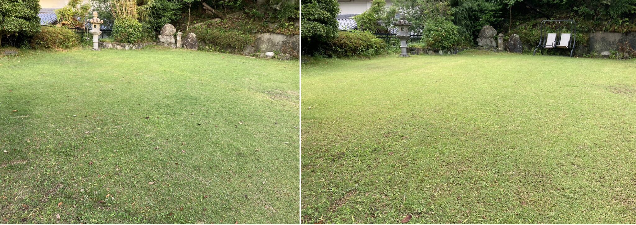 YASUYO庭の芝生エアレーションと苔・サッチ除去前後比較（6/19→6/23）