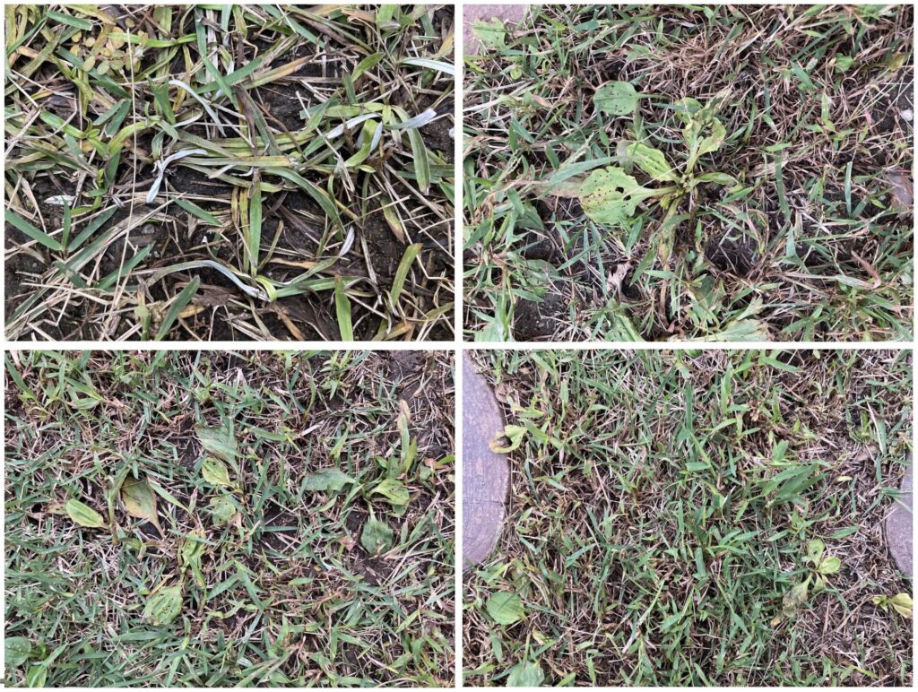 先週の除草剤散布で枯れ始めた雑草（HIROCHAN庭）