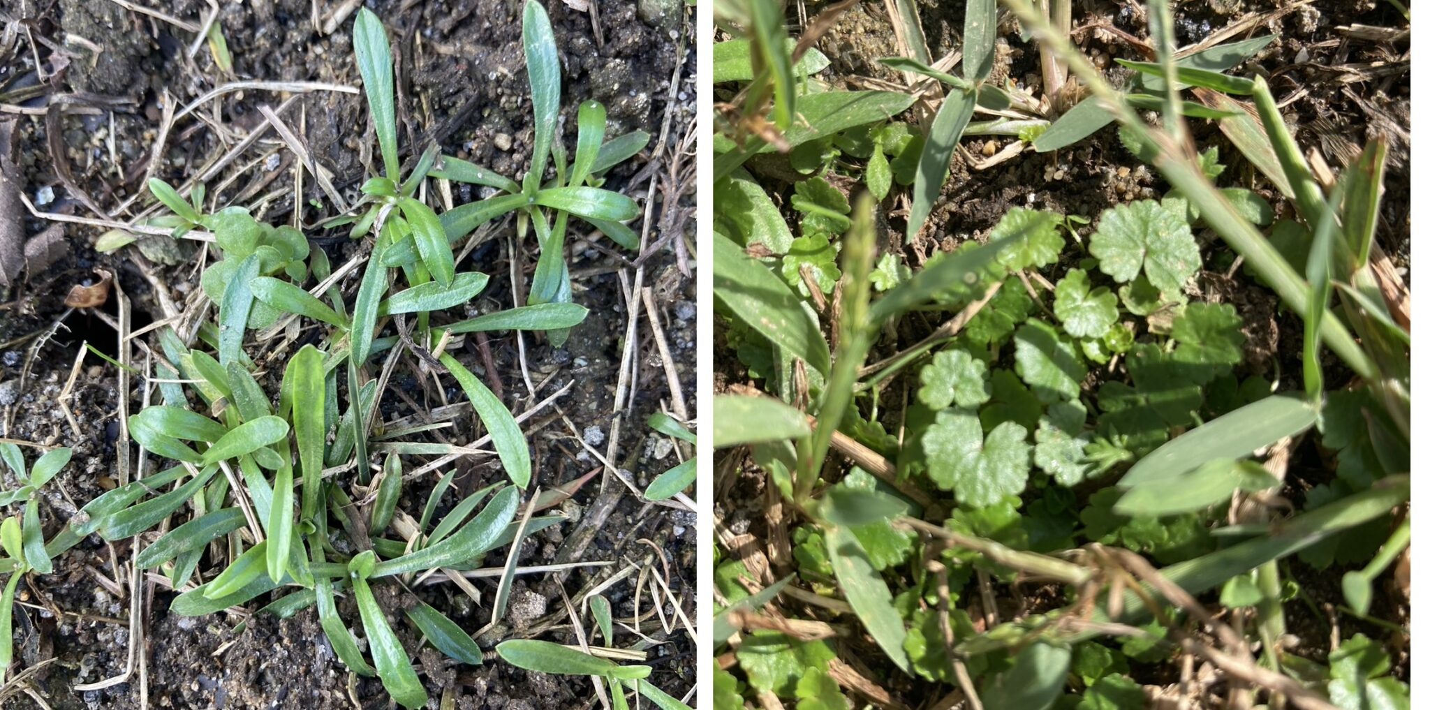 HIROCHAN庭の芝生で確認できた雑草。左がチチコグサ、右がチドメグサ。繁殖力が強く、除草剤や手作業での駆除が必要。