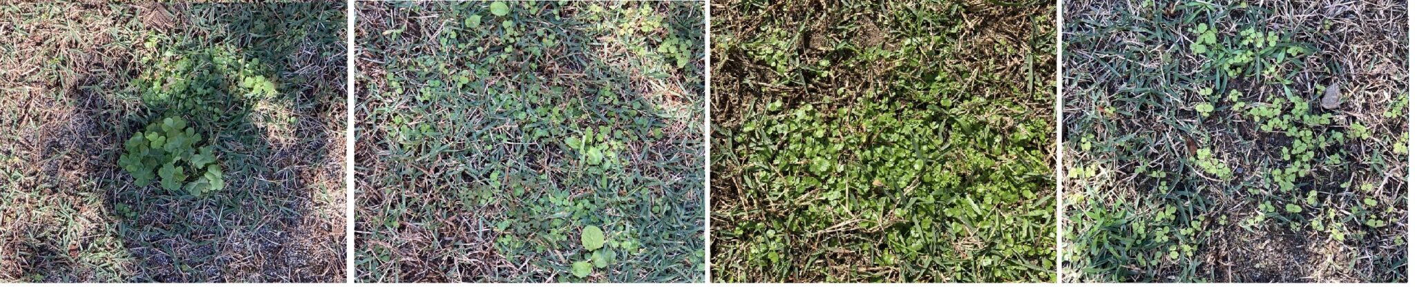 2024年11月3日撮影のHIROCHAN庭。秋になり雑草が増えてきた様子を記録。