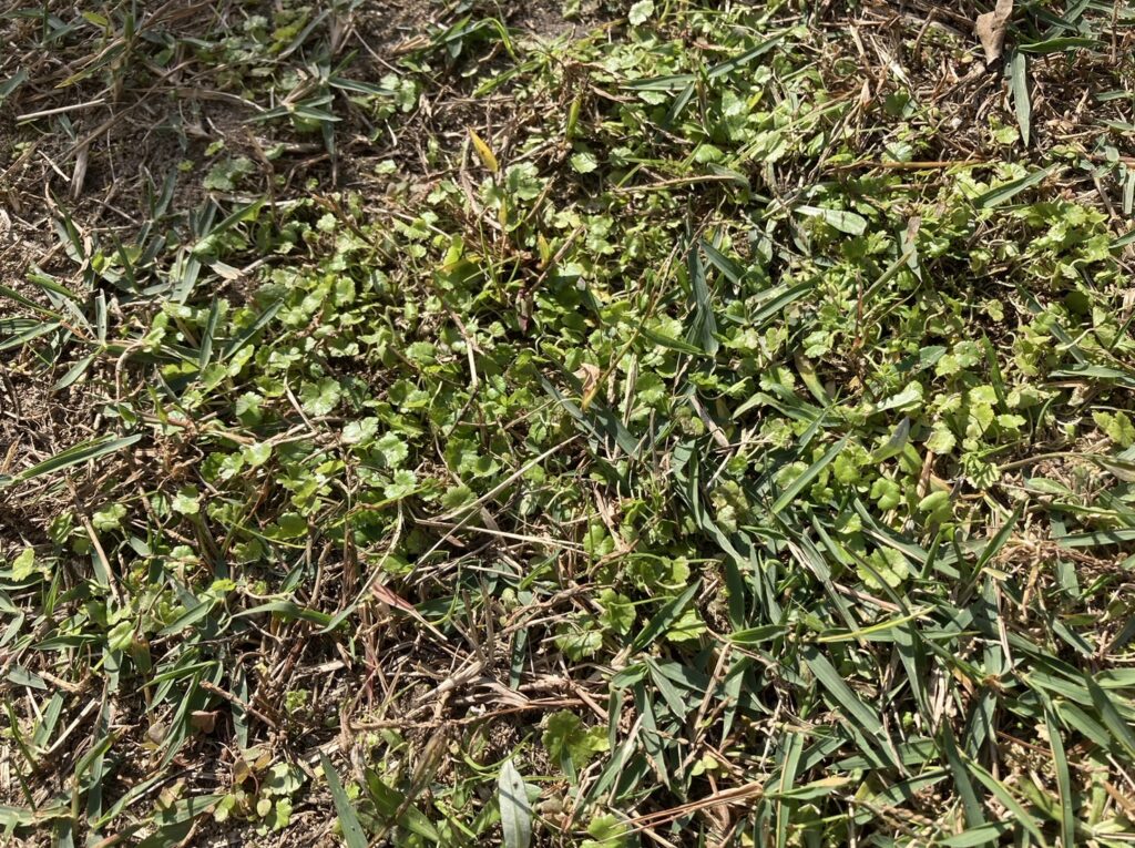 勢力を広げたチドメグサの様子（HIROCHAN庭 11月10日）