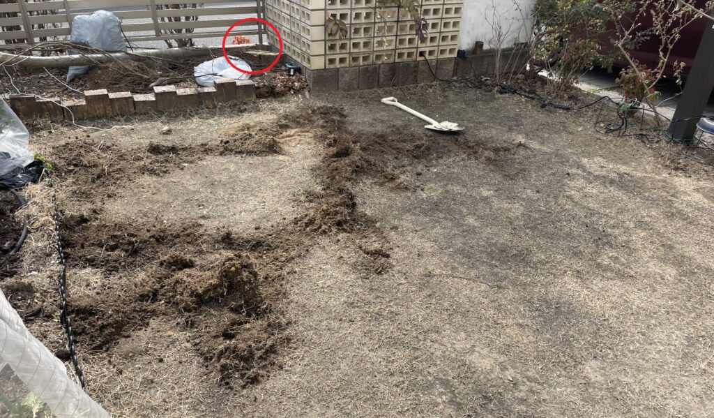シマトネリコの根を取り除いた直後の芝生の状態（HIROCHAN庭）