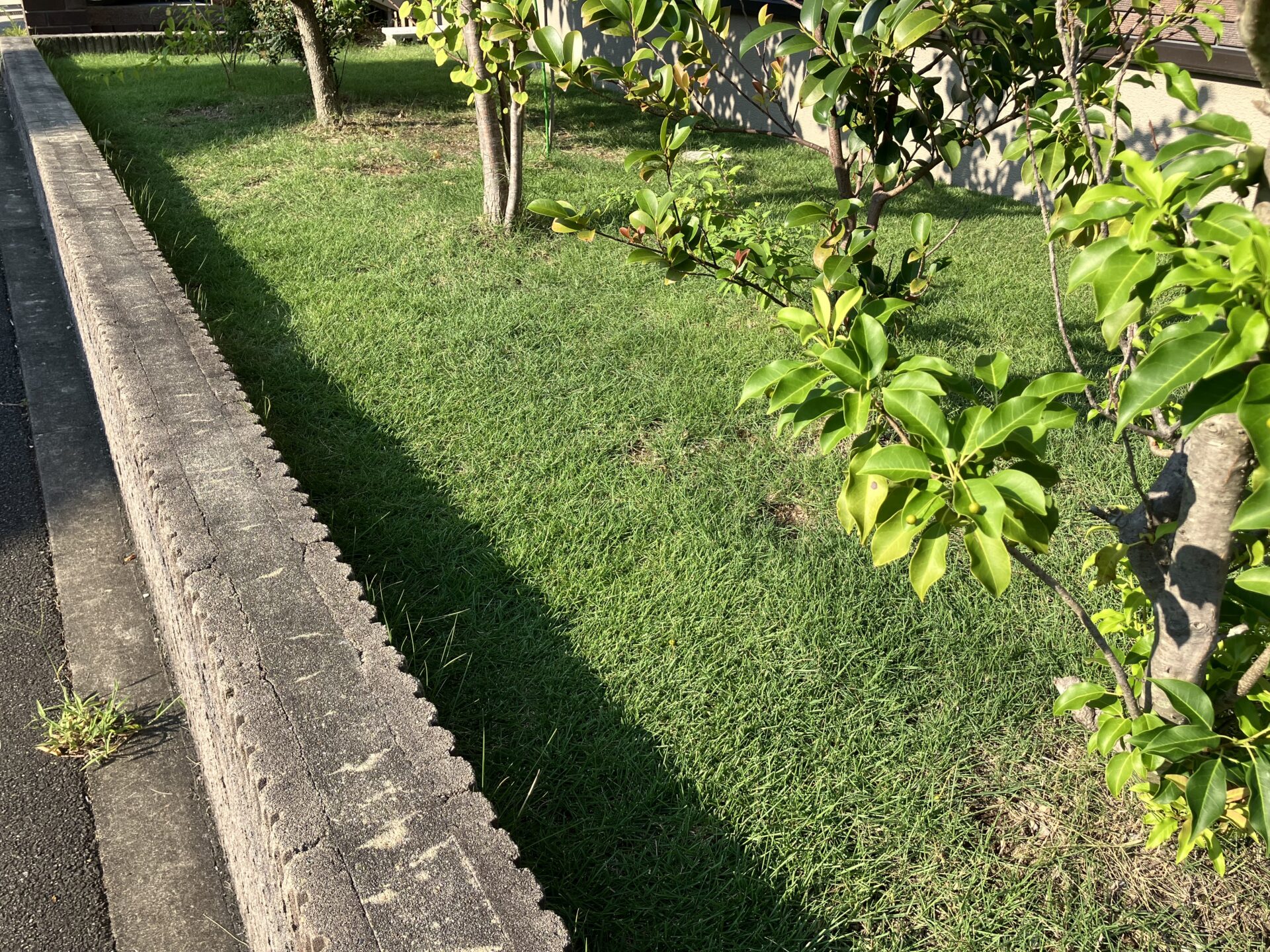 植栽が多く芝刈り機をまっすぐ走らせにくいMIWAKO庭