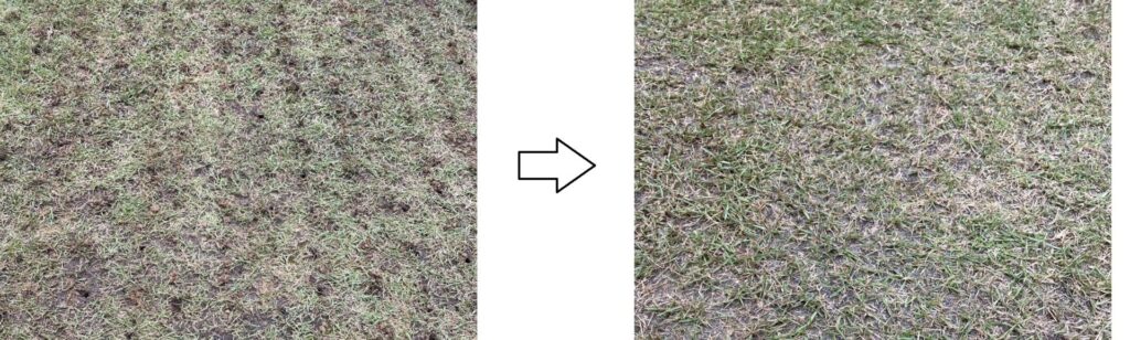 エアレーション作業前後の土壌の様子。左が穴あけ作業直後の土で、右が穴を埋め戻した後の状態。