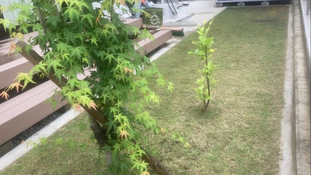 YUKI庭の姫高麗芝の様子。日当たりの良いウッドデッキ周辺の芝生だが、密度が薄く元気がない。