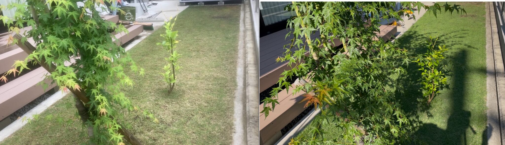 YUKI庭の姫高麗芝の前回（5月25日）と今回（6月30日）の比較。芝生の色と密度が明らかに改善された様子。