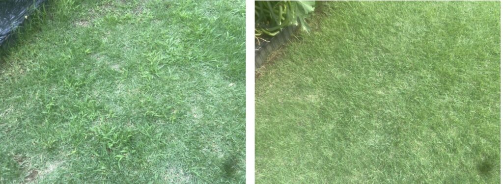 6月15日と8月24日のYASUYO庭の雑草状況比較。手作業で除草して雑草が減った様子が分かる画像。