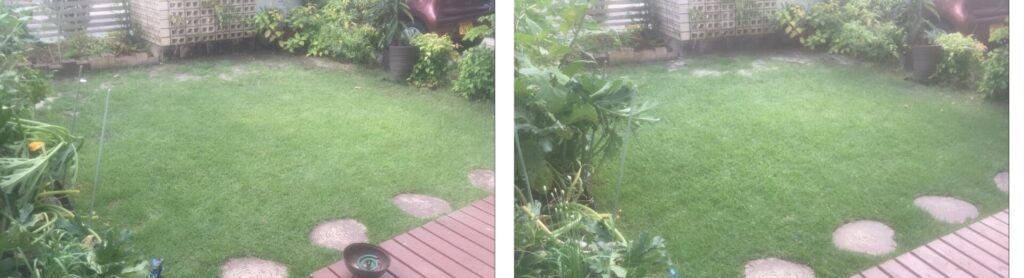 8月中旬のHIROCHAN庭の芝生比較写真。前回から大きな変化はないが均一で美しい状態。