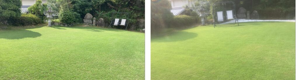 2024年8月(左)と2025年8月(右)のYASUYO庭の芝生比較。写真では大きな違いは分かりにくいが、2025年の方が密度が高く雑草も少ない状態。