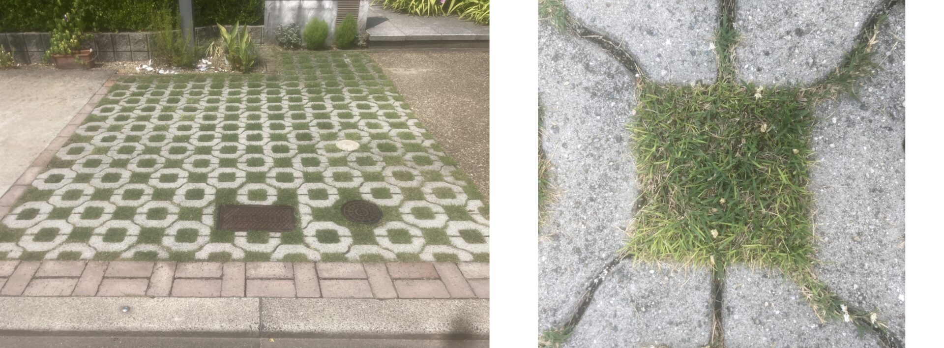 HIMAWARI庭の芝生。全体的にはきれいだが、一部に黄化が見られる