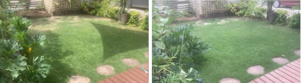 HIROCHAN庭 8月3日と8月13日の芝生比較。芝の密度が上がり、雑草の増加も見られる。