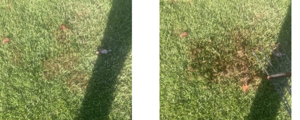 大雨後にブラウンパッチのようなまだら模様が出た芝生と、熊手でかいたサッチ