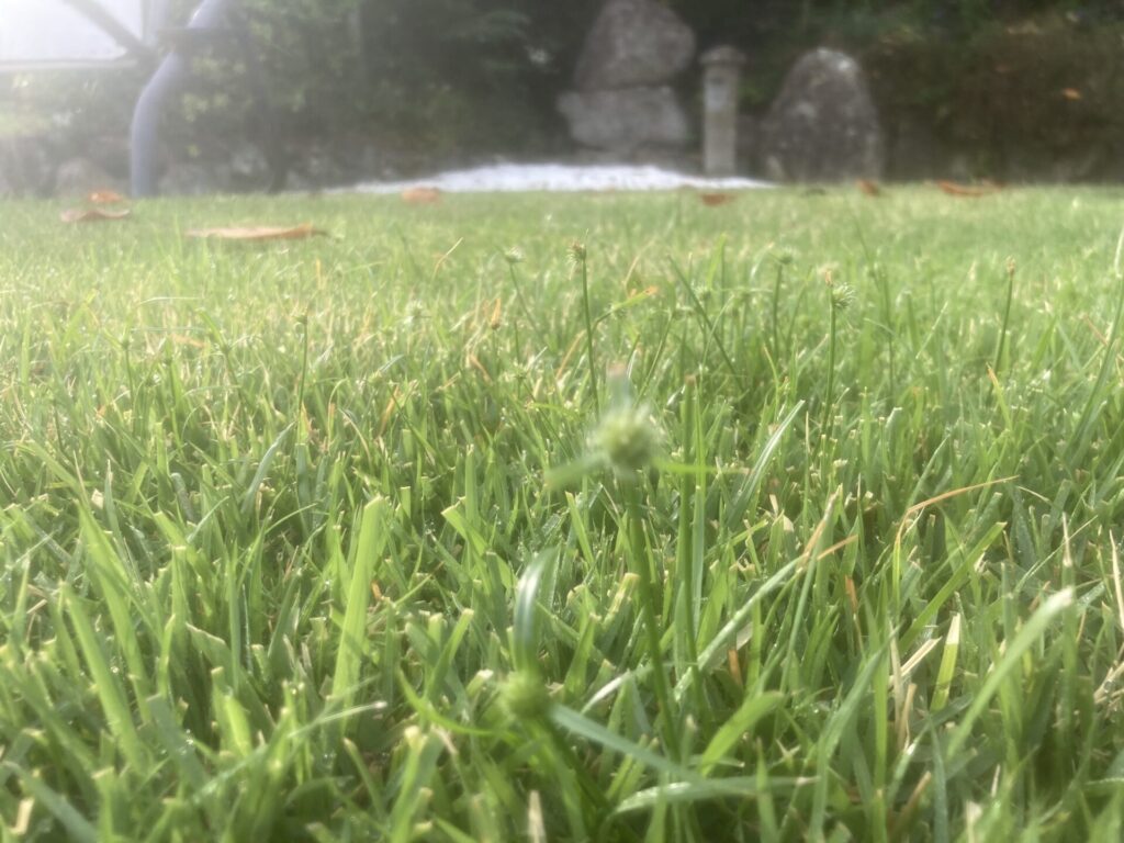 芝生に生えるヒメクグ