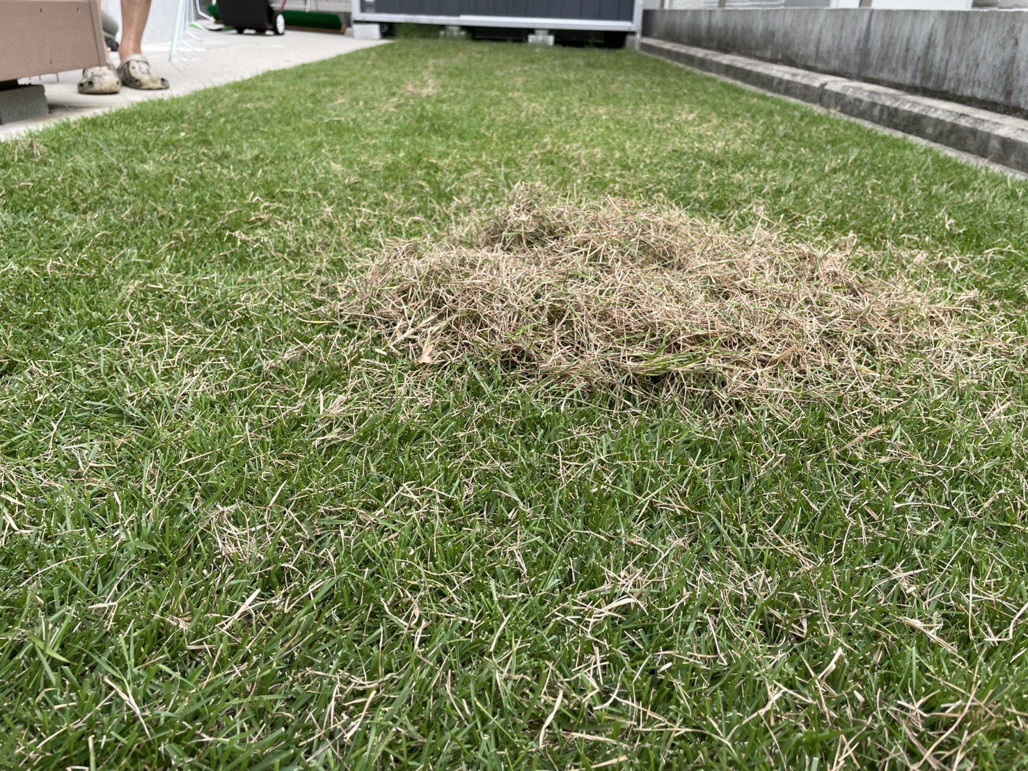 サッチング作業でかき出されたサッチの様子。除去することで芝生の呼吸と通気が改善される。