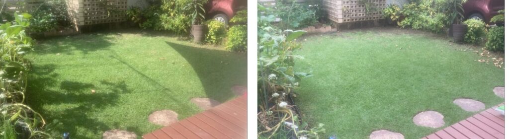 HIROCHAN庭の芝生を9月7日と9月14日で比較した写真。病気もなく緑を維持し、密度も安定。
