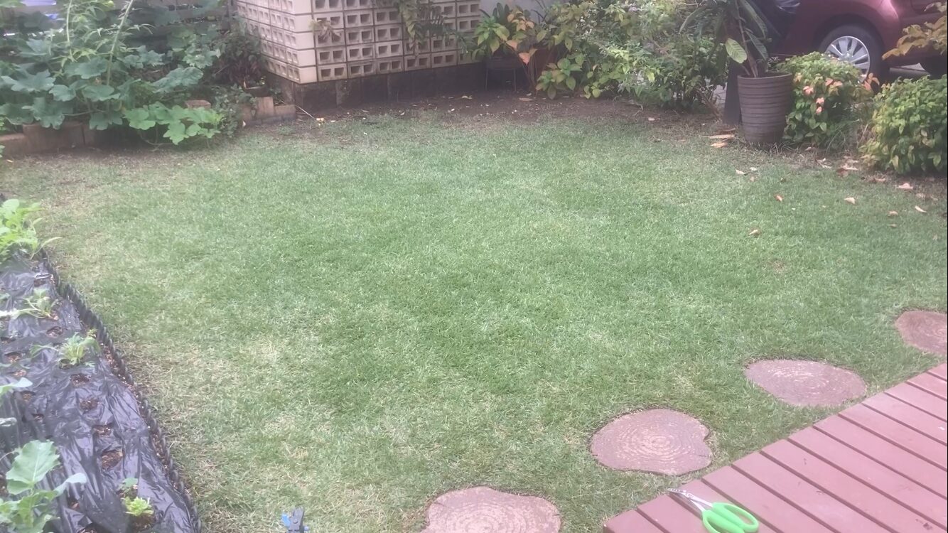 10月下旬のHIROCHAN庭 作業前の芝生の様子