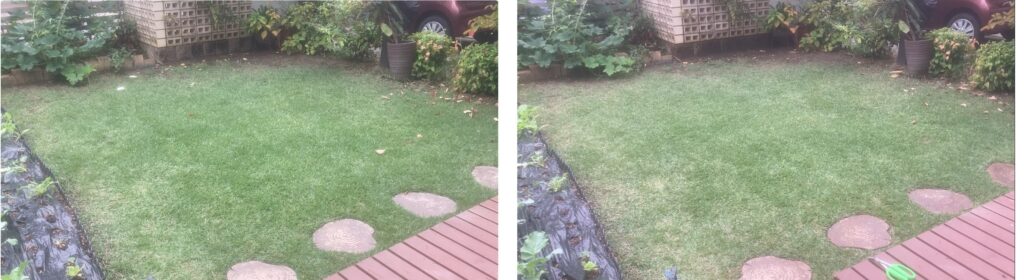 HIROCHAN庭 芝生比較（10/19 → 10/26）