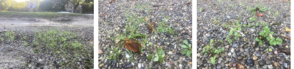 YASUYO庭 駐車スペースの除草作業