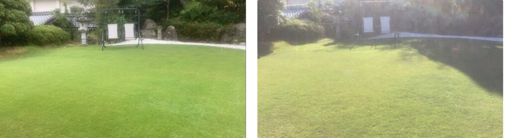 YASUYO庭の芝生(10/19と10/29比較)