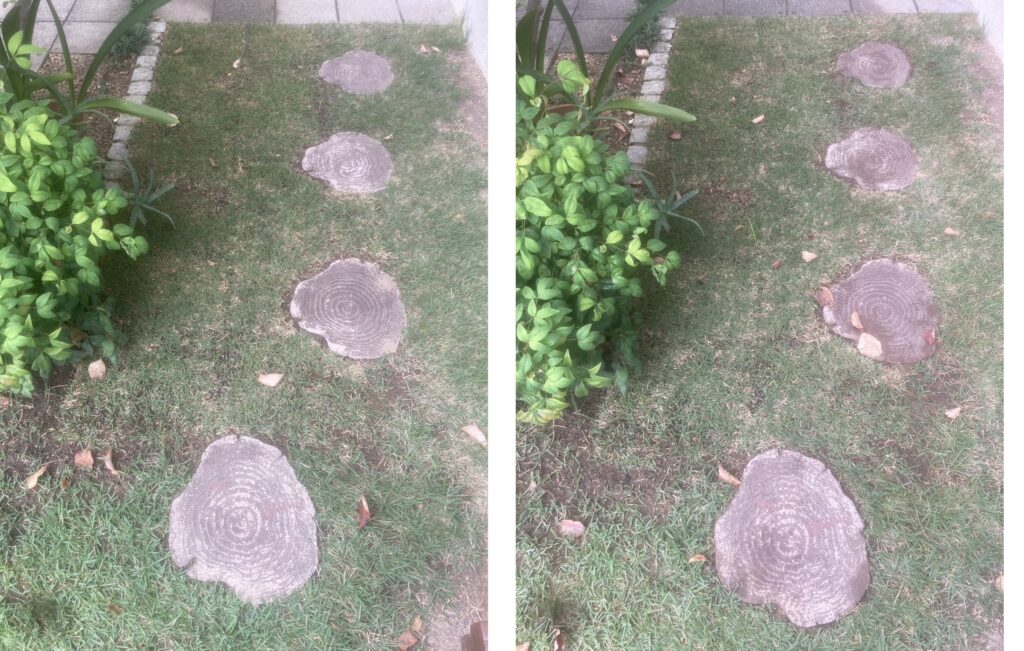 HIROCHAN庭 アプローチ部分の芝生比較（10/19 → 10/26）