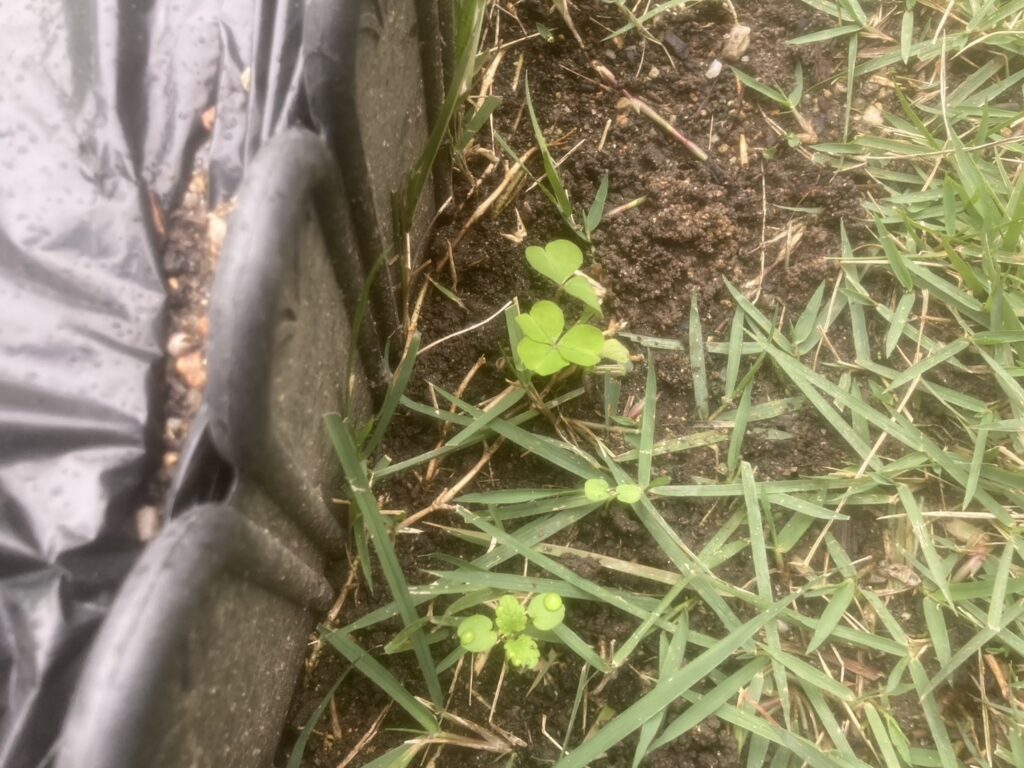 10月下旬のHIROCHAN庭で見られた雑草（カタバミ・ホトケノザなど）