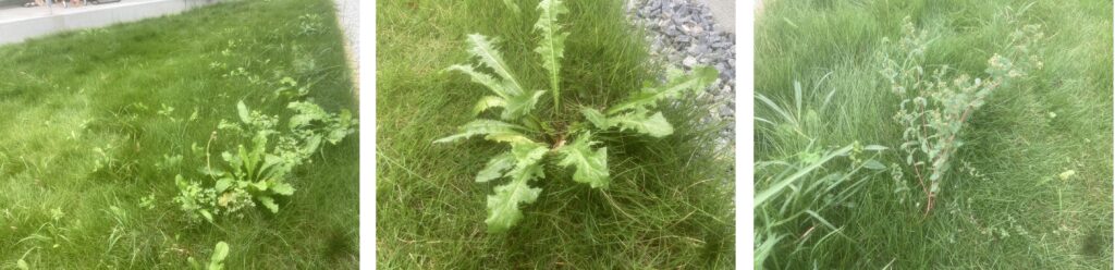 雑草が生い茂り、芝の長さも不揃いなHASHIRI庭の作業前の様子