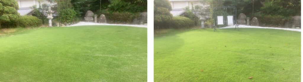 YASUYO庭の芝生比較|10/8 → 10/12、芝刈り前の状態 YASUYO庭の芝生成長比較|10/8 → 10/12