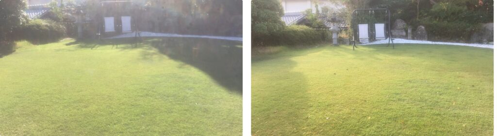 10月29日と11月2日のYASUYO庭の芝生比較写真。秋が深まり、全体が少し落ち着いた色合いに変化している。