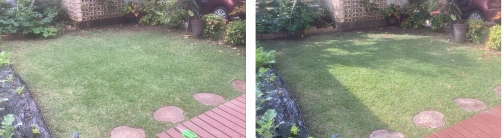 HIROCHAN庭 芝生比較（10/26 → 11/2）