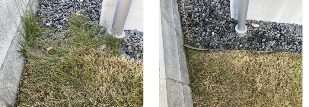 HASHIRI庭 未整備側境界の際刈り作業前後比較