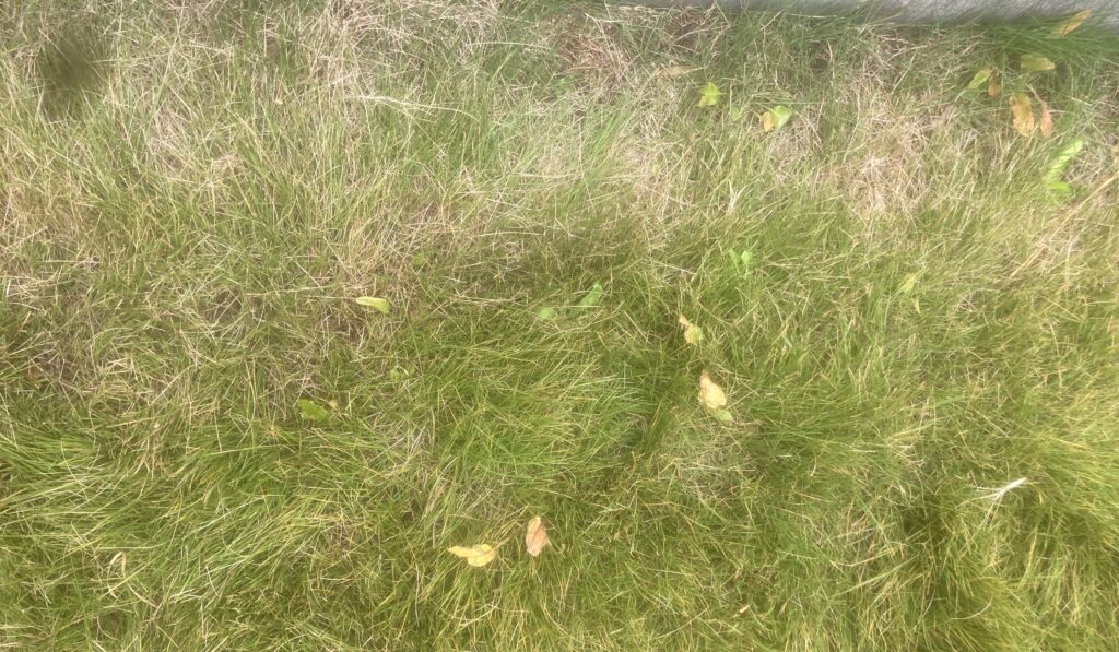 HASHIRI庭の芝生。除草剤散布後で枯れ始めた雑草の状態