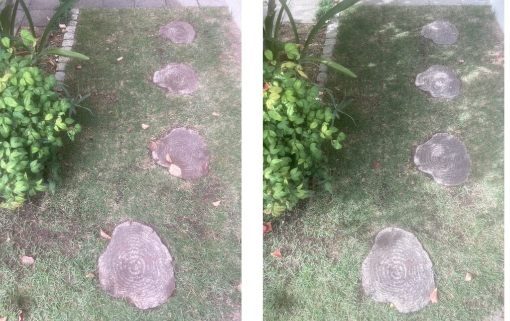 HIROCHAN庭 アプローチ部分の定着確認