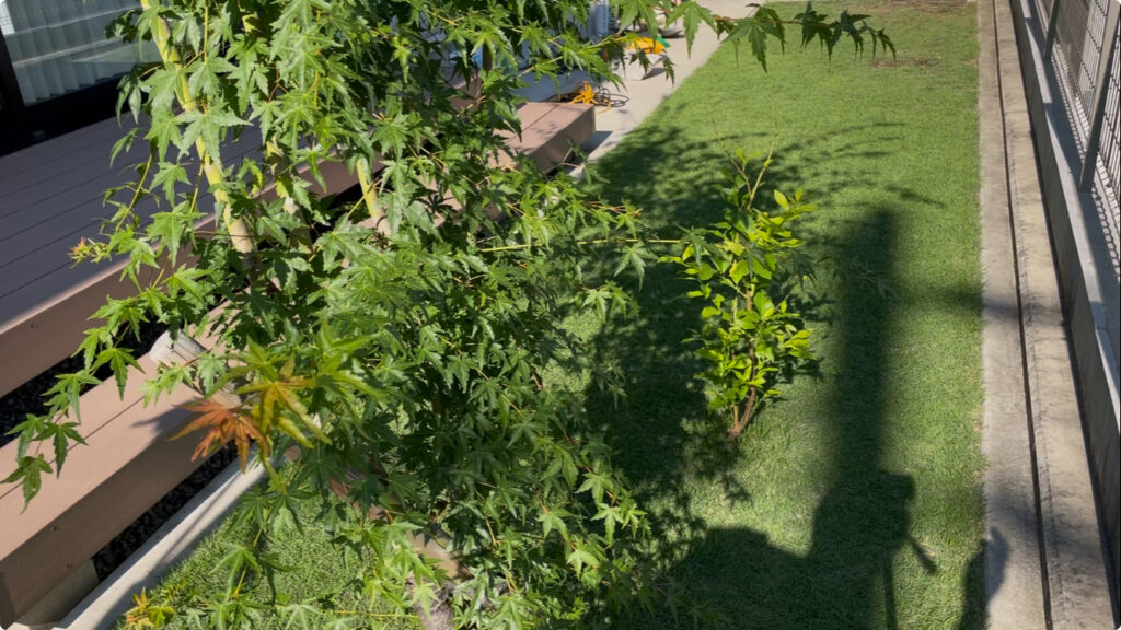 6月30日 YUKI庭の姫高麗芝 根切り前の状態。密度は向上中だが地表の通気性に改善の余地あり。