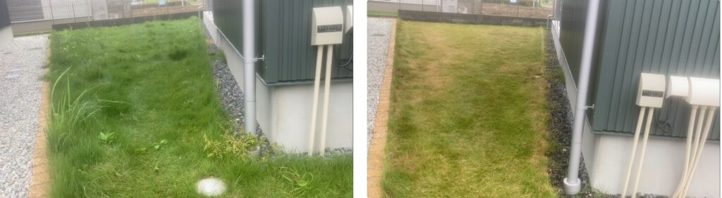 HASHIRI庭の芝生。10/26の管理前と11/9の芝刈り後を並べた比較画像。芝丈が整い、雑草も減った様子
