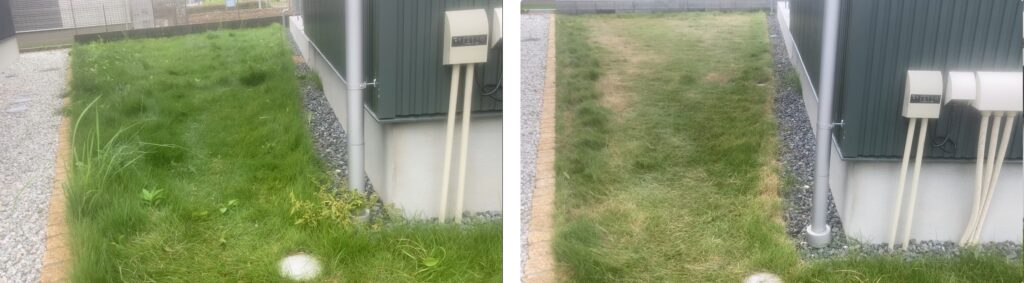 HASHIRI庭の芝生比較｜10月26日と11月3日の様子。芝刈り後1週間で軸刈り部分が目立つ