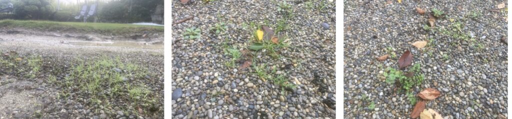 グリホエースPROを散布した駐車スペース周辺の雑草。まだ枯れ始めている様子は見られない。