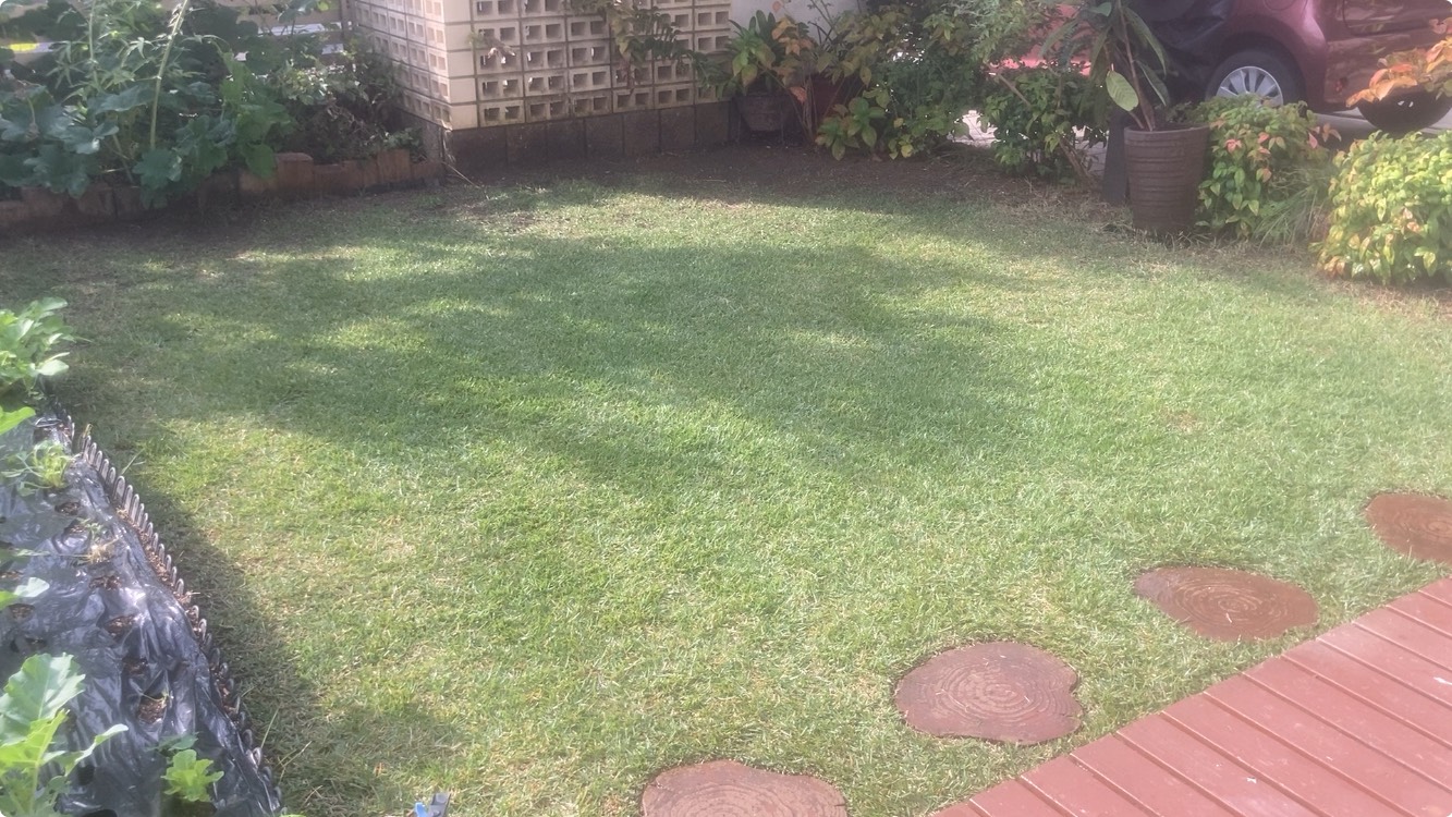 秋の終盤、落ち葉回収と雑草取り・施肥を終えたHIROCHAN庭の芝生全体