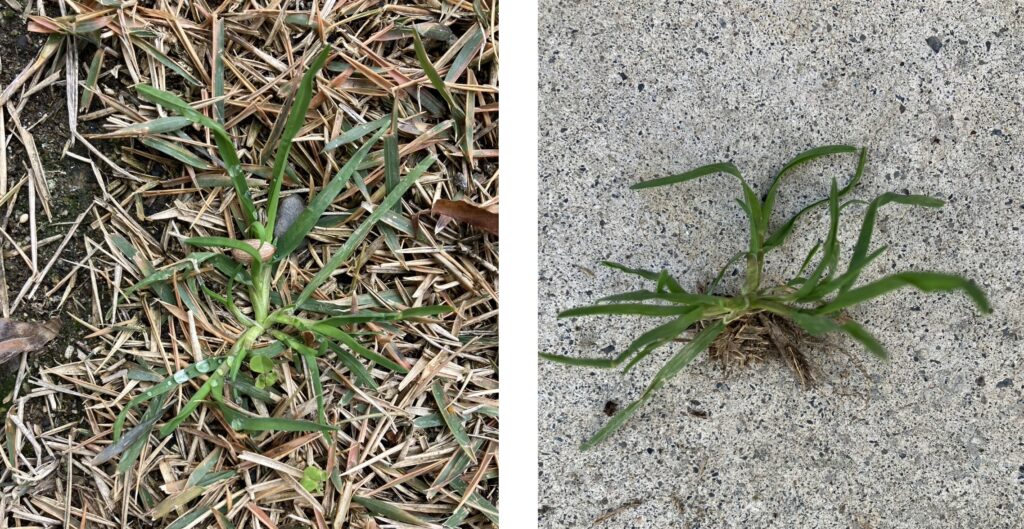 芝生に生えたスズメノカタビラと、抜き取った単体の状態（イネ科雑草）
