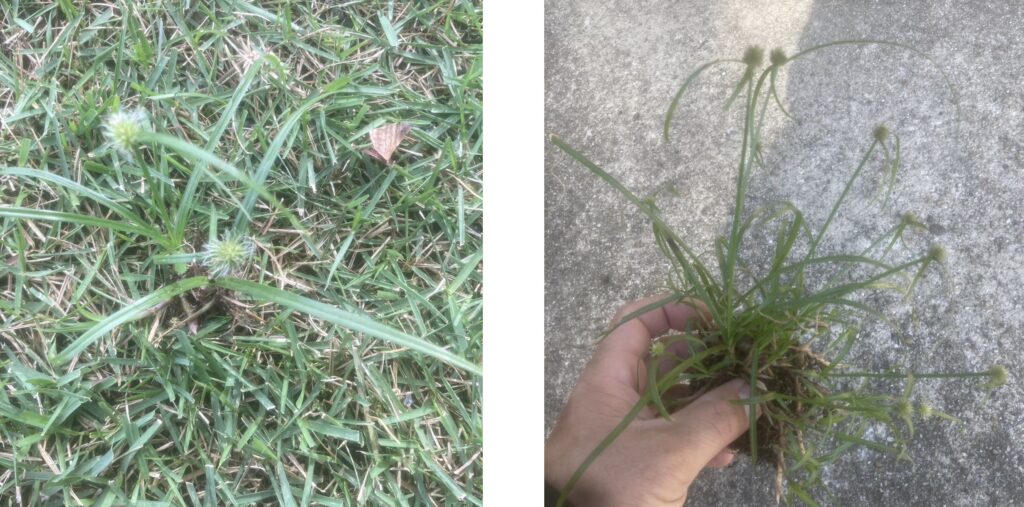 芝生に生えたヒメクグと、抜き取った単体のヒメクグ（カヤツリグサ科一年草）