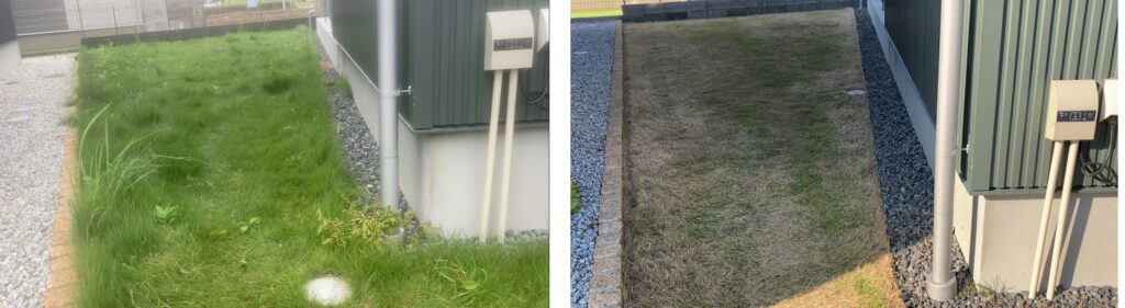 芝生の比較画像。2025年10月26日の管理開始前と12月7日の作業終了後の芝生の状態を並べて比較している