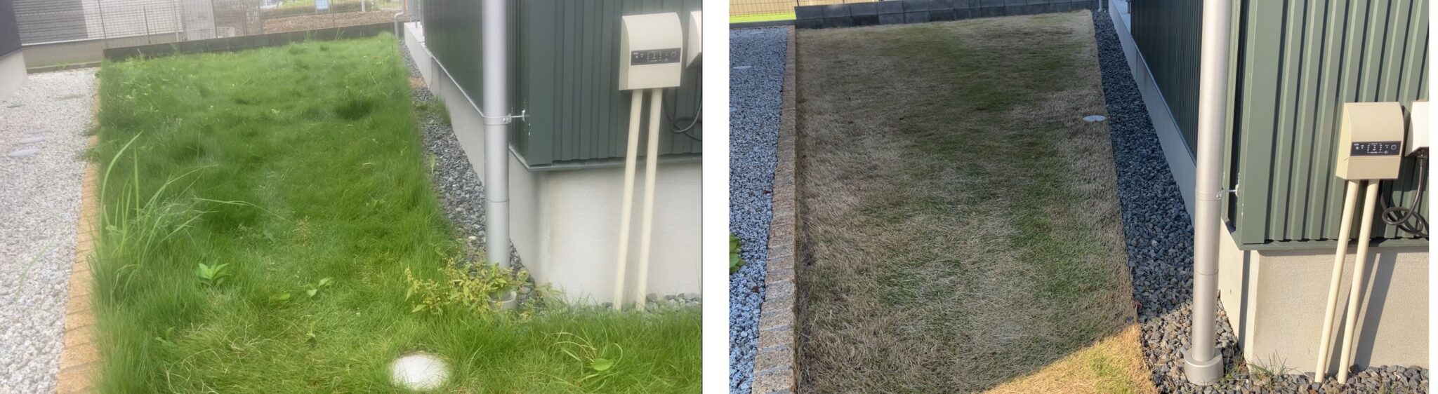 芝生の比較画像。2024年10月26日の管理開始前と12月7日の作業終了後の芝生の状態を並べて比較している