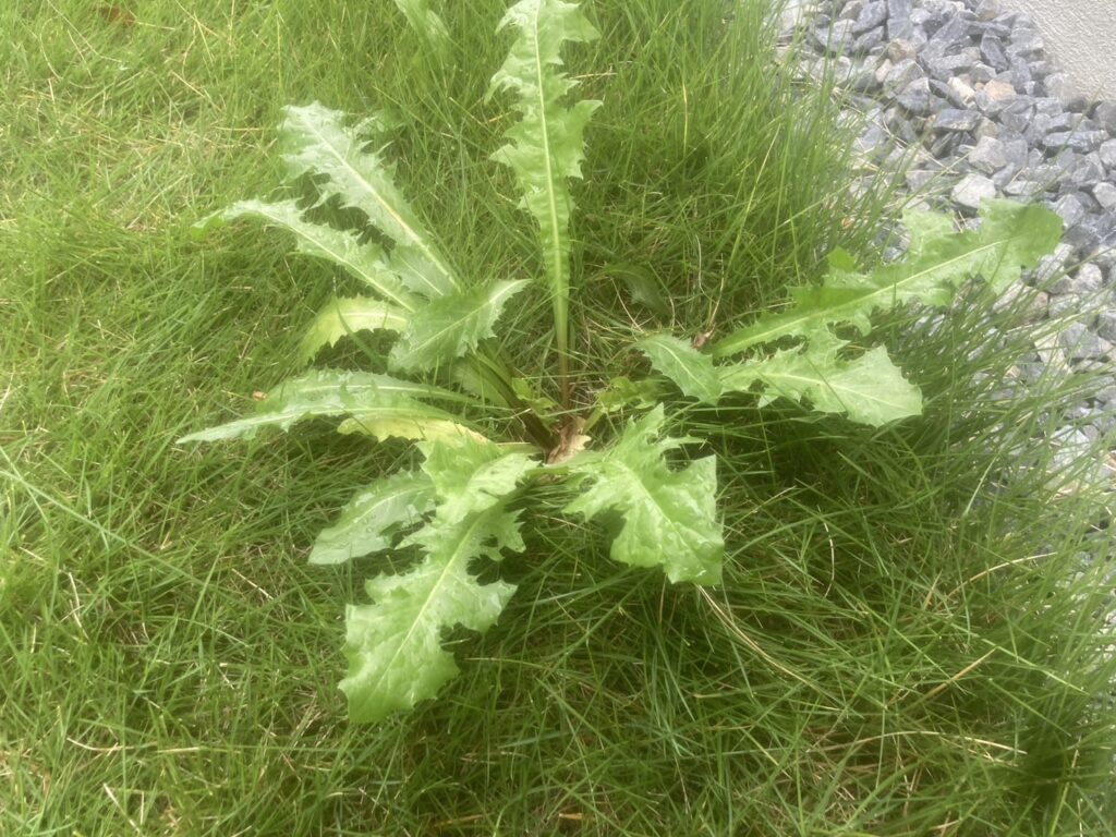 10月、放置された芝生で大きく育ったノゲシ