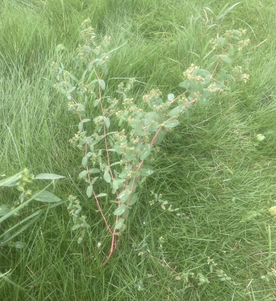 芝生の中で大きく育ったオオニシキソウ。10月、管理されていない庭で確認