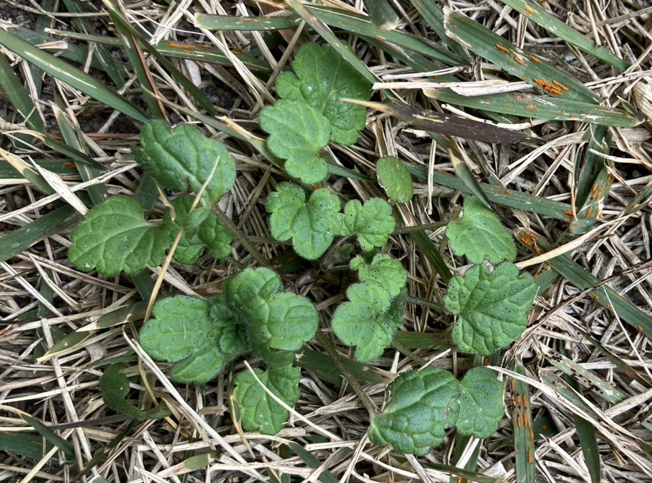 10月に芝生内で発芽したホトケノザ。越年する広葉雑草