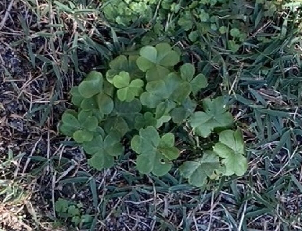 芝生に生えたカタバミ（三つ葉状の葉と黄色い花）