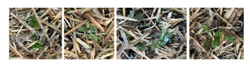 HIROCHAN庭の芝生に生えていた冬の雑草