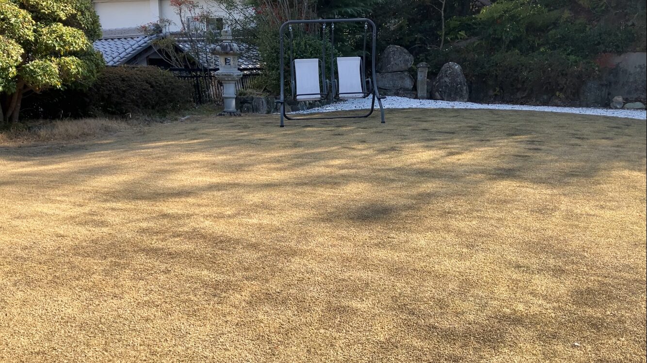 春前の低刈り後の芝生全体の様子（YASUYO庭）