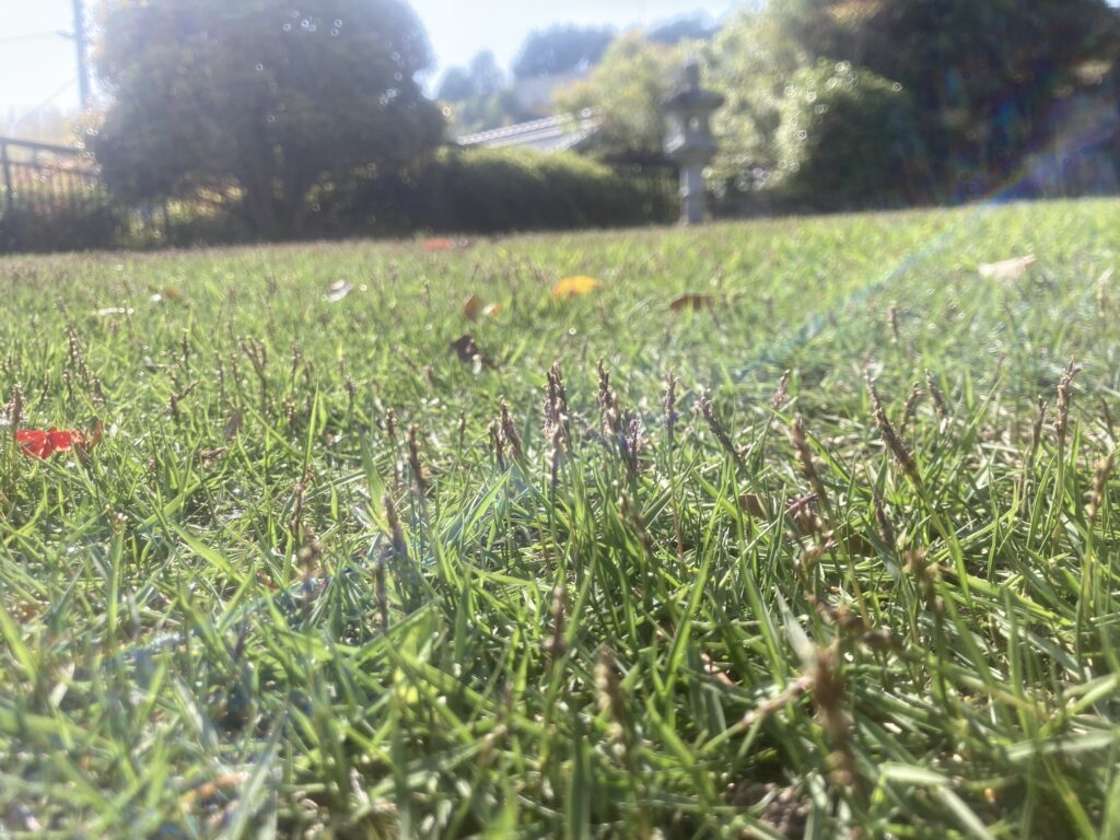 春の芝生が萌芽し、穂が出てきた鮮やかな緑の芝生のアップ写真