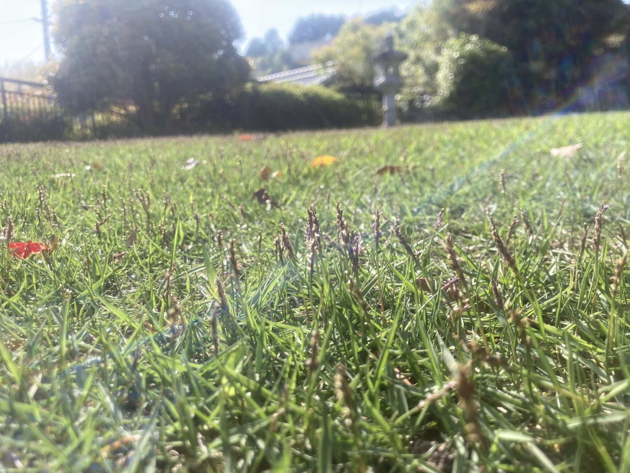 春の芝生が萌芽し、穂が出てきた鮮やかな緑の芝生のアップ写真