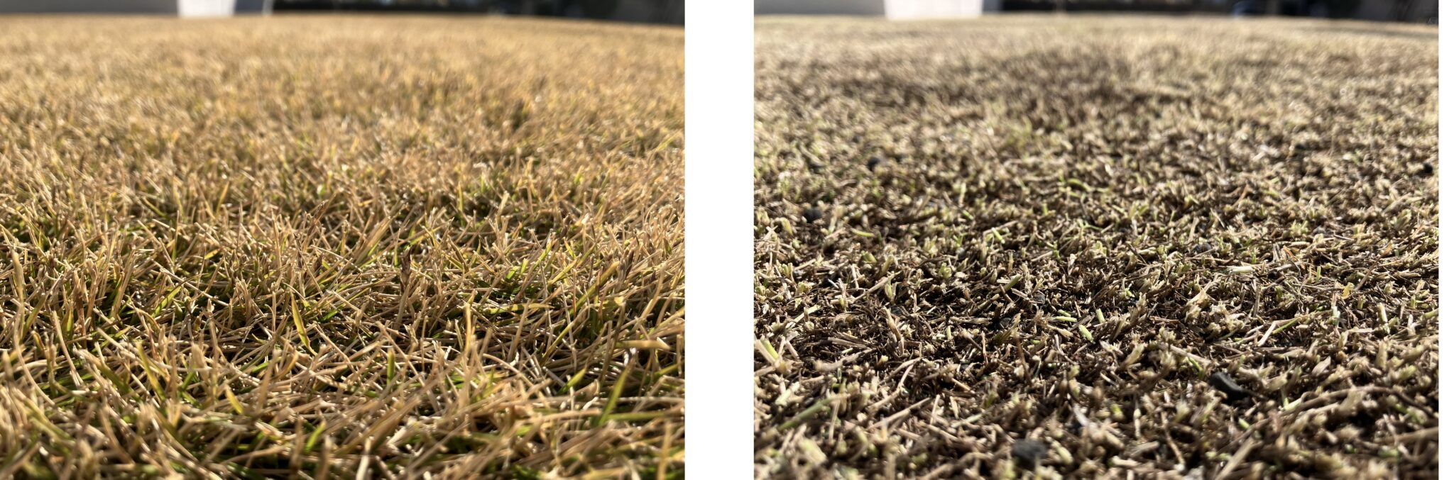 低刈り前後の芝生アップ、春の芝生管理の基本作業